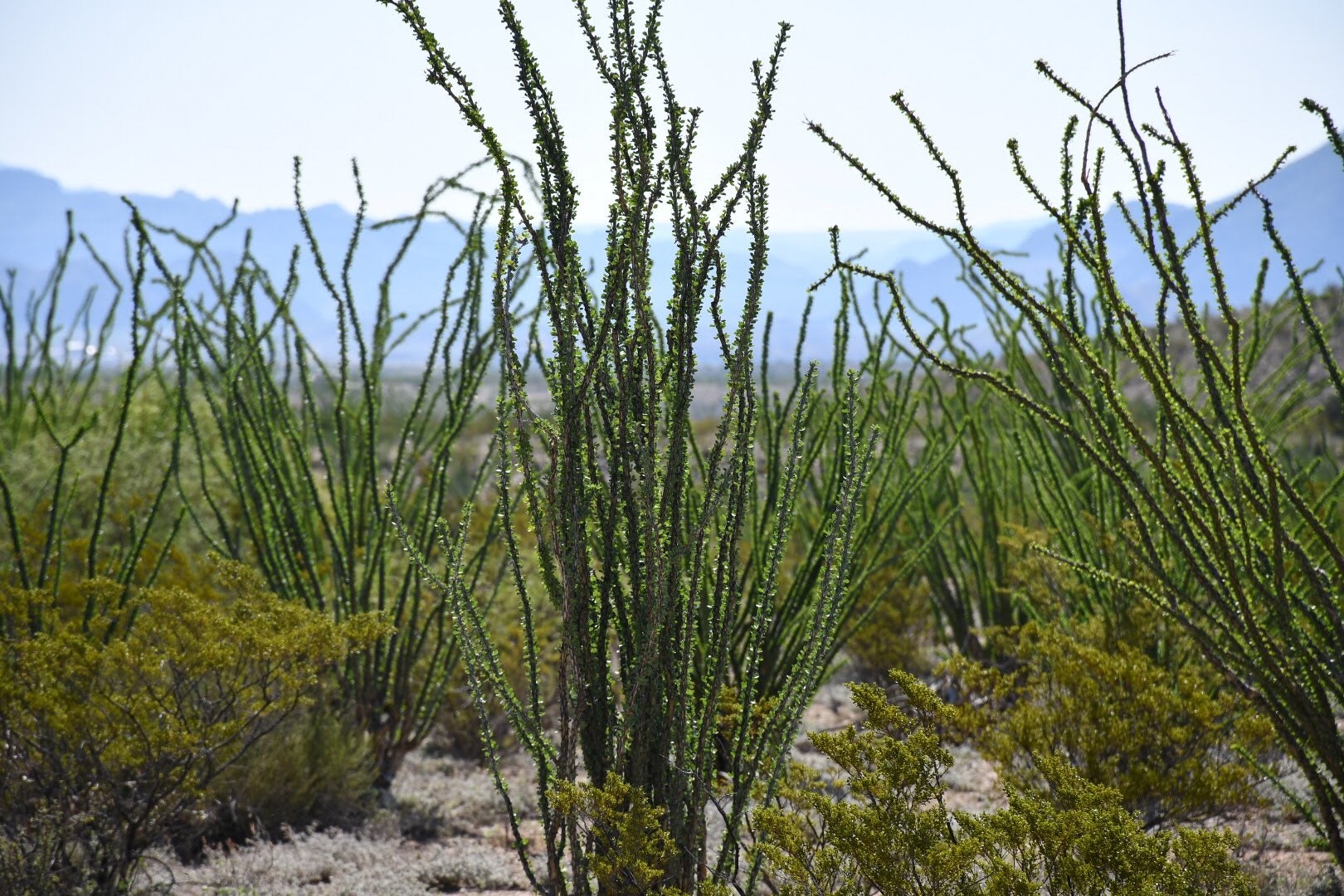 Ocotillo View Ocotillo Vistas Copyright 2020